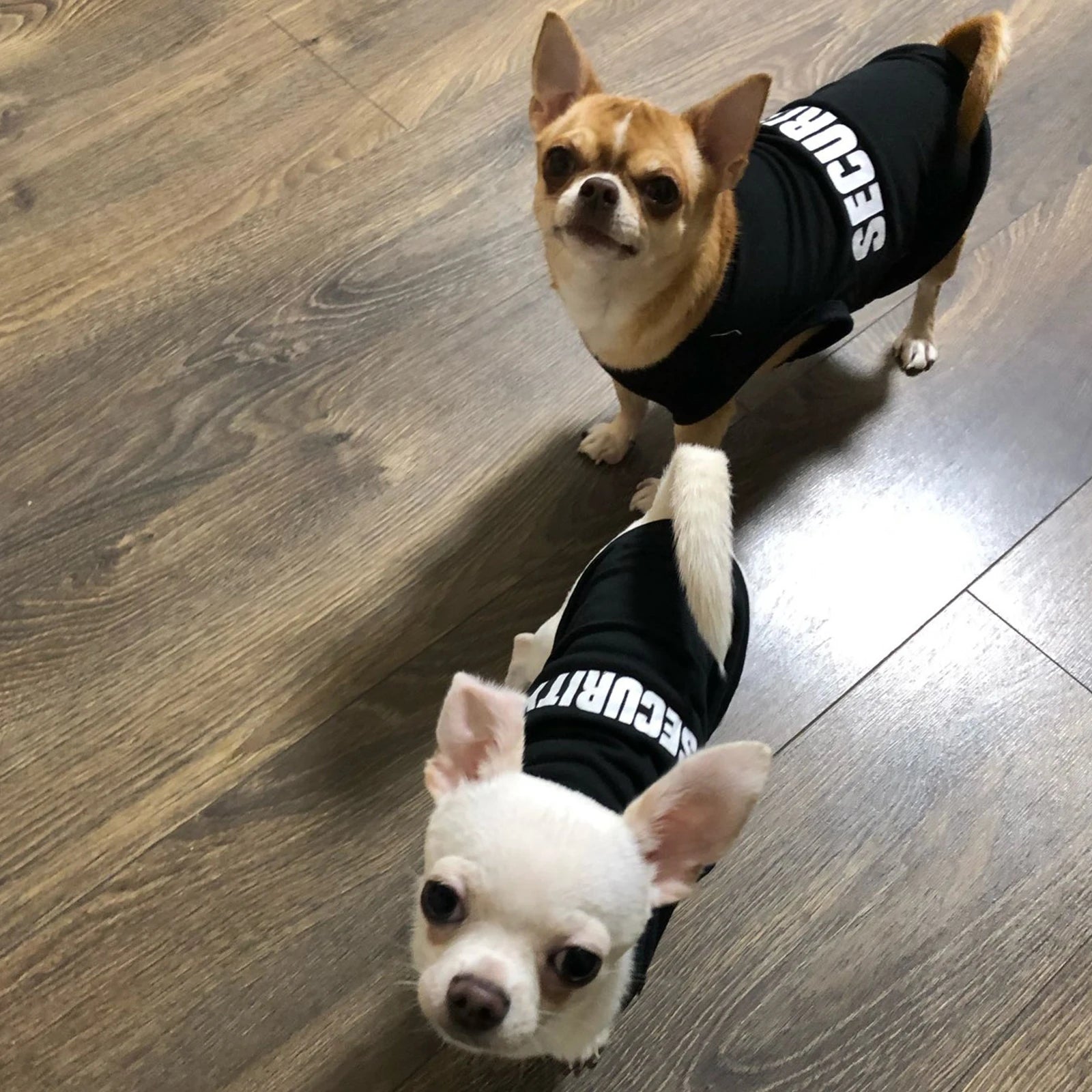 Summer Pet Vest