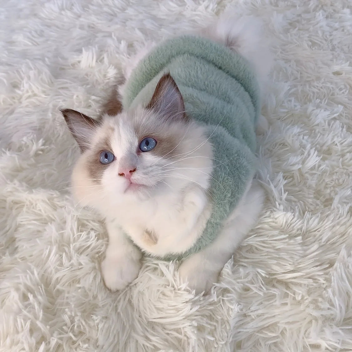 Winter Kitten Clothes